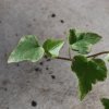 Hedera helix